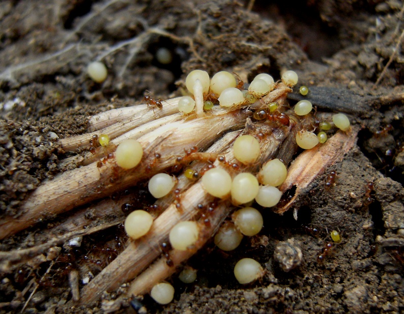 Omotteri allevati dalla formiche Pheidole sp.